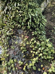 Pyrrosia eleagnifolia