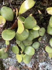 Pyrrosia eleagnifolia