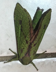 Aenetus eximia