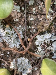 Pyrrosia eleagnifolia