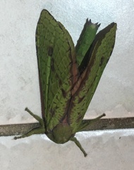 Aenetus eximia