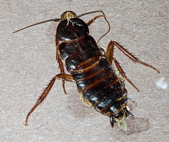 Blattinae