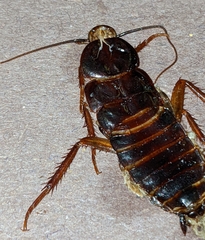 Blattinae