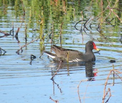 Gallinula chloropus meridionalis