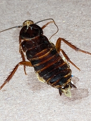 Blattinae