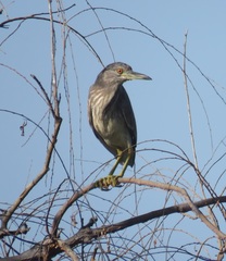 Nycticorax nycticorax nycticorax