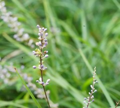 Liriope spicata