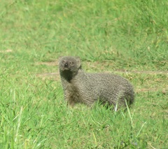 Herpestes pulverulentus