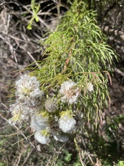 Serruria kraussii