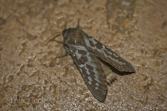 Oxycanus occidentalis