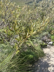Searsia angustifolia