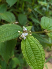 Miconia crenata
