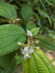 Miconia crenata