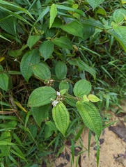 Miconia crenata