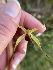 Caladenia leptochila