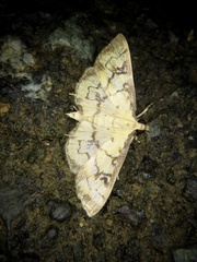 Goniorhynchus exemplaris