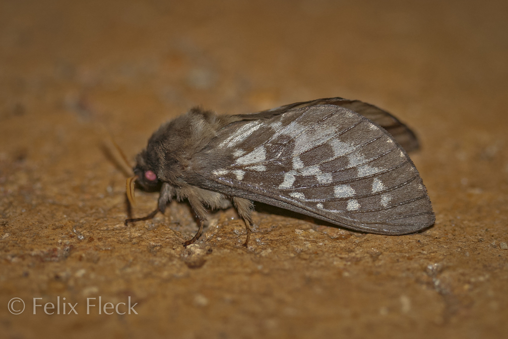 Oxycanus occidentalis