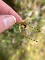 Caladenia leptochila