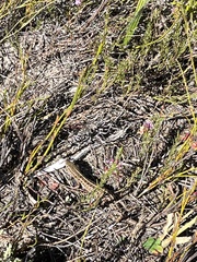 Trachylepis capensis