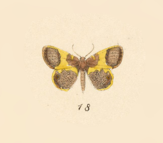 Opisthoxia limboguttata
