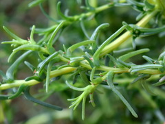 Salsola soda