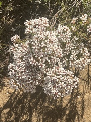 Diosma hirsuta