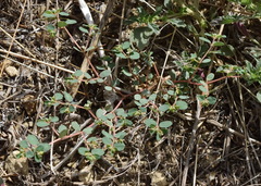 Euphorbia chamaesyce