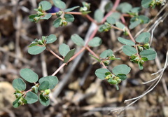 Euphorbia chamaesyce