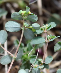 Euphorbia chamaesyce