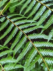 Cyatheaceae