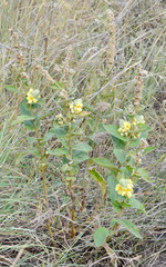 Verbascum ovalifolium