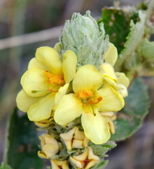 Verbascum ovalifolium