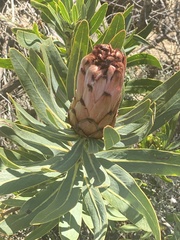 Protea laurifolia