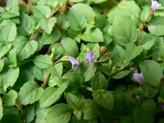Torenia crustacea