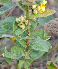 Verbascum ovalifolium