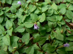 Torenia crustacea