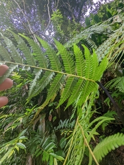 Cyatheaceae