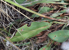 Goniolimon tauricum