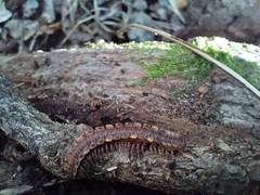 Polydesmus complanatus
