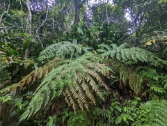 Cyatheaceae
