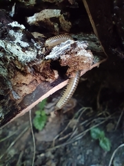 Cylindroiulus punctatus