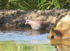 Columba guinea phaeonota