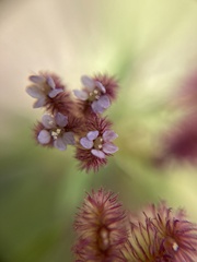 Trachymene cyanopetala