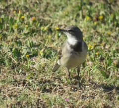 Motacilla capensis capensis