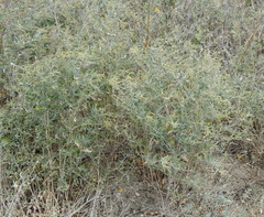 Atriplex aucheri