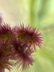 Trachymene cyanopetala