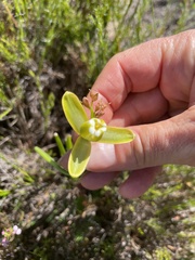 Albuca