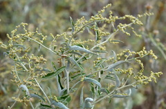Atriplex aucheri