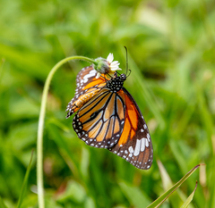 Danaus genutia