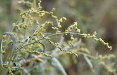 Atriplex aucheri